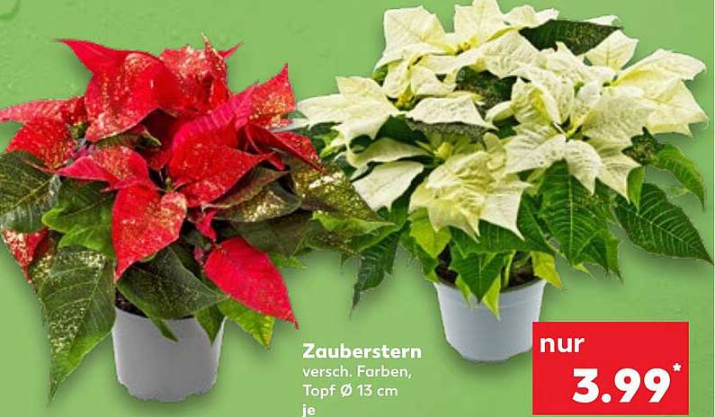 Zauberstern - Weihnachtsstern in verschiedenen Farben