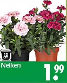 Nelken 12 cm - Blühende Schönheit für Ihr Zuhause