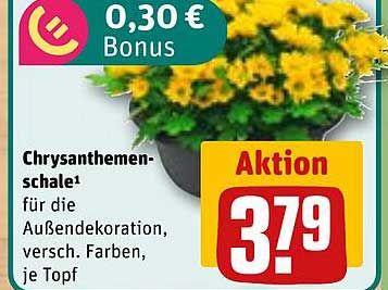 Chrysanthemen-Schale für die Außendekoration - verschiedene Farben, je Topf