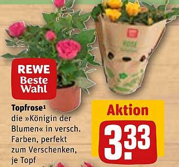Topfrose – die »Königin der Blumen« in verschiedenen Farben