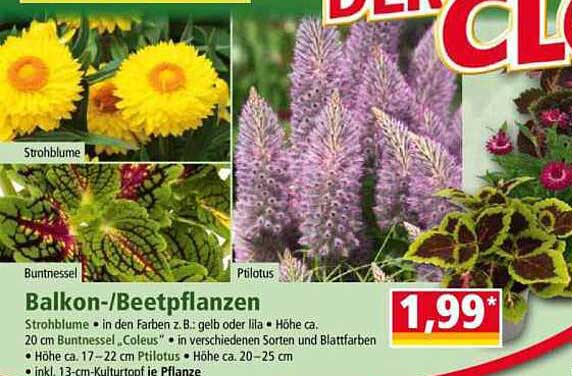 Balkon-/Beetpflanzen
