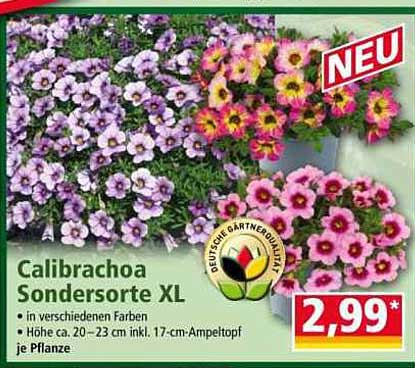 Calibrachoa Sondersorte XL