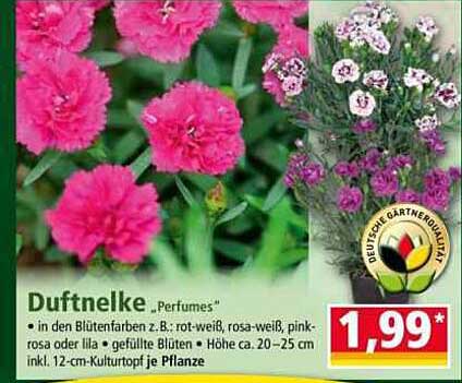 Duftnelke „Perfumes“