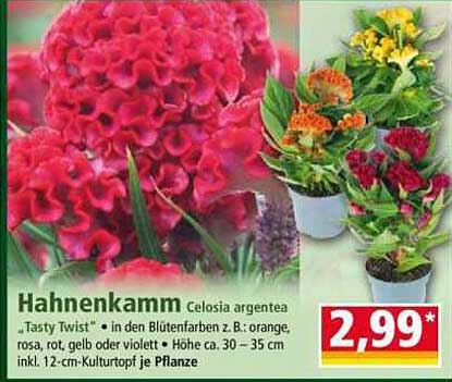 Hahnenkamm Celosia argentea „Tasty Twist“