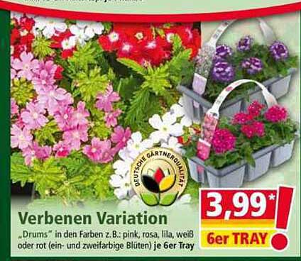 Verbenen Variation