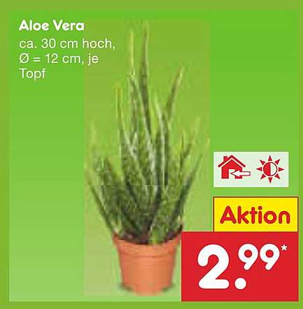 Aloe Vera - ca. 30 cm hoch, Ø = 12 cm, je Topf
