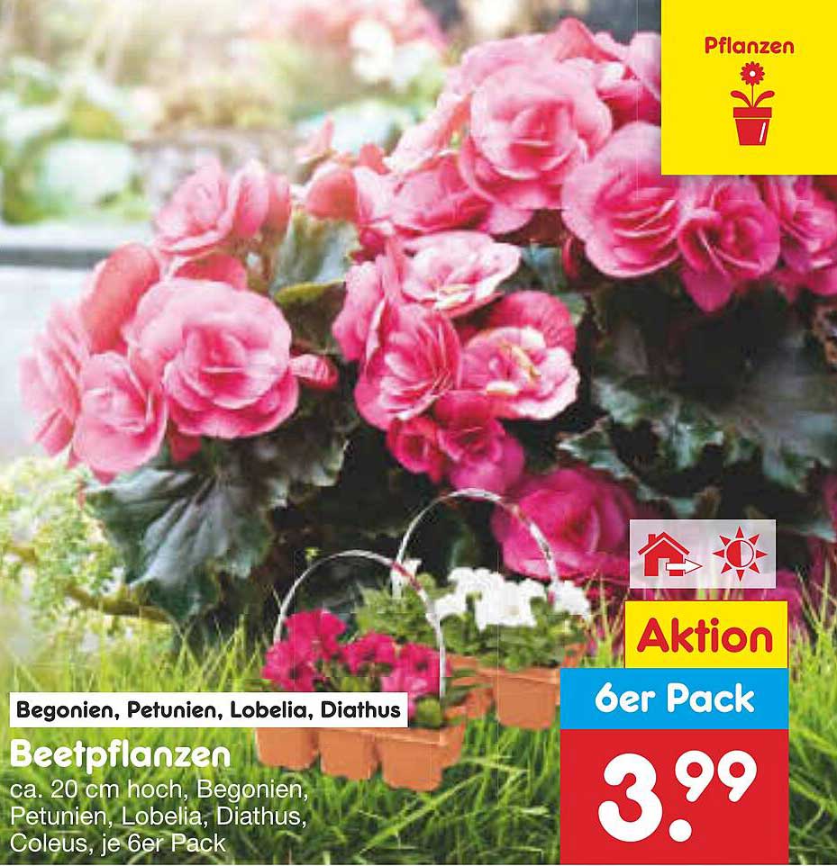 Beetpflanzen 6er Pack - Aktionsangebot