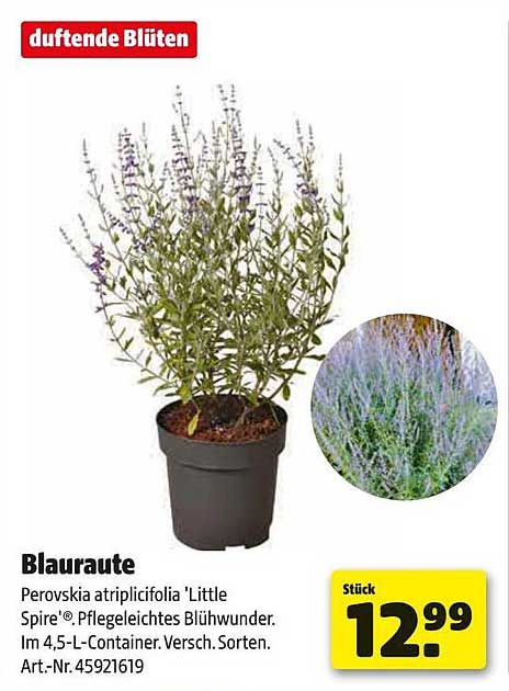 Blauraute Perovskia atriplicifolia 'Little Spire' im 4,5-L-Container