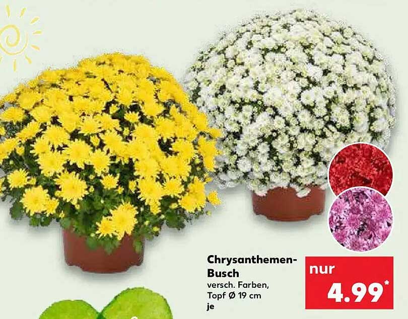 Chrysanthemen-Busch – verschiedene Farben