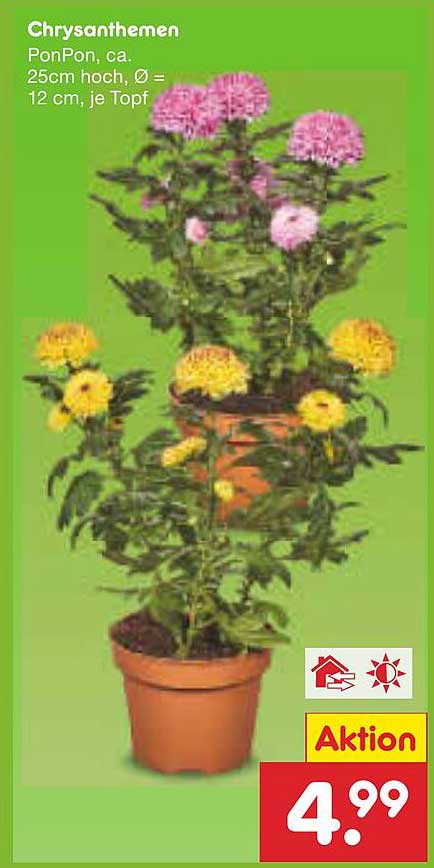 Chrysanthemen PonPon, ca. 25cm hoch, Ø = 12 cm, je Topf