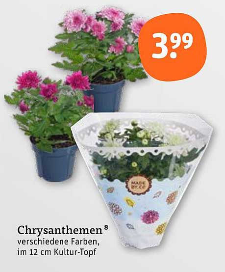 Chrysanthemen - verschiedene Farben, im 12 cm Kultur-Topf
