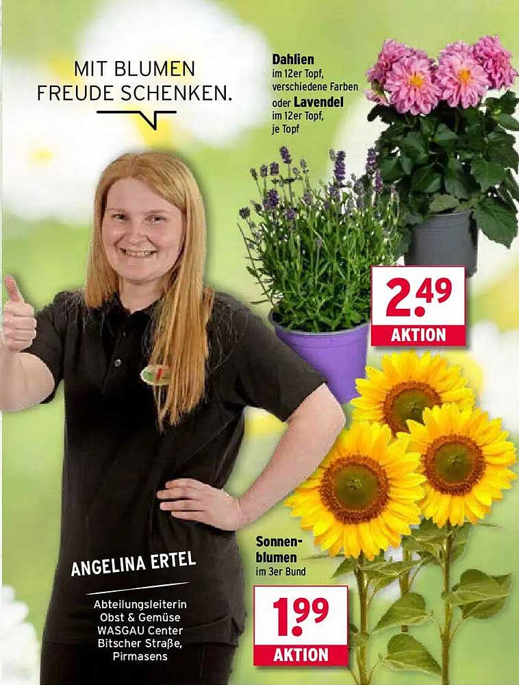 Dahlien im 12er Topf, verschiedene Farben oder Lavendel im 12er Topf, je Topf