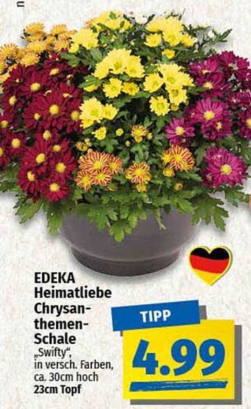 EDEKA Heimatliebe Chrysanthemen-Schale "Swifty" in verschiedenen Farben