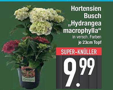 Hortensien Busch „Hydrangea macrophylla“ in verschiedenen Farben 23cm Topf