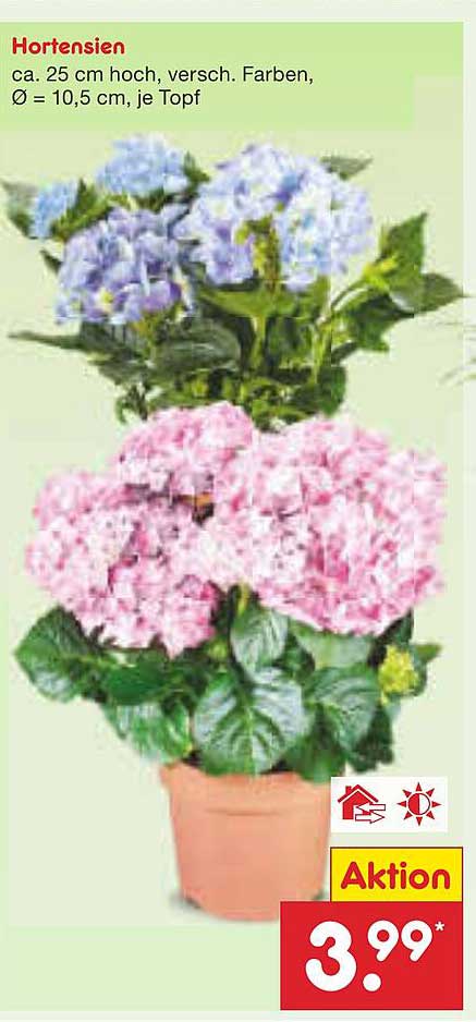 Hortensien - ca. 25 cm hoch, verschiedene Farben, Ø 10,5 cm, je Topf