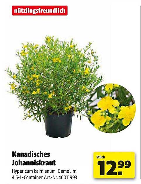 Kanadisches Johanniskraut Hypericum kalmianum 'Gemo' im 4,5-Liter-Container