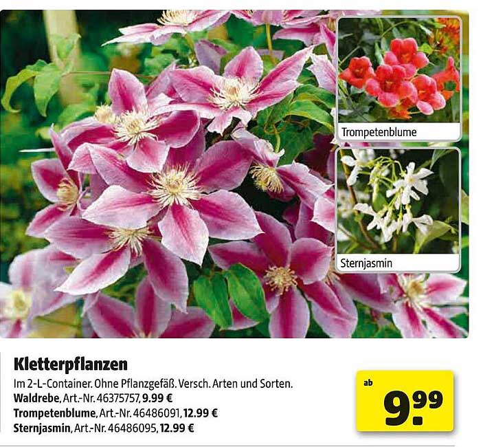 Kletterpflanzen im 2-L-Container