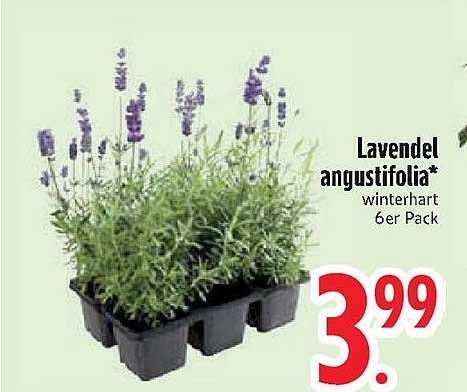 Lavendel angustifolia - winterhart 6er Pack