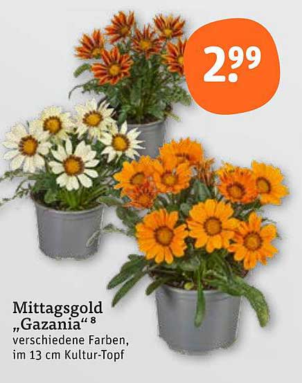 Mittagsgold „Gazania“ – verschiedene Farben im 13 cm Kultur-Topf