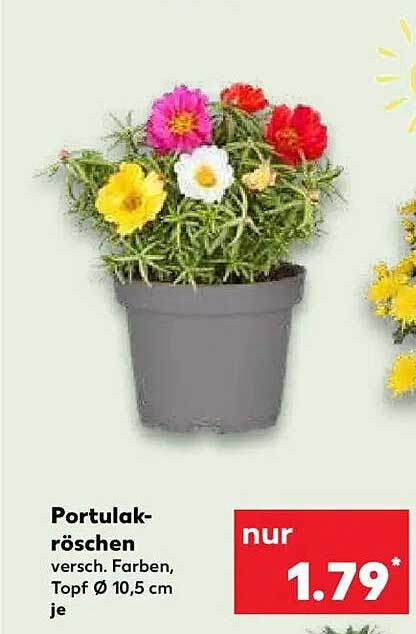 Portulakröschen - bunt blühende Pflanzen für jeden Garten