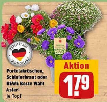 Portulakröschen, Schleierkraut oder REWE Beste Wahl Aster* je Topf
