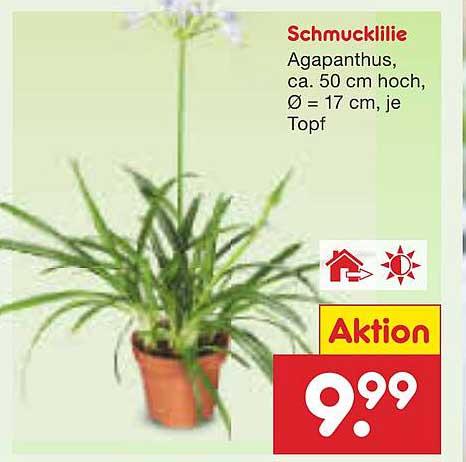 Schmucklilie - Agapanthus, ca. 50 cm hoch, Ø 17 cm, je Topf
