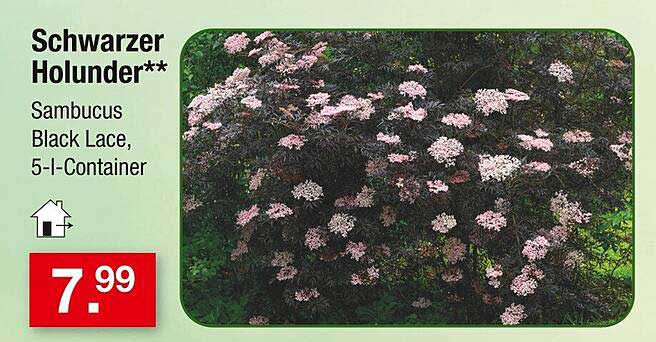 Schwarzer Holunder** - Sambucus Black Lace, 5-I-Container