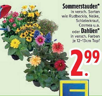 Sommerstauden* in versch. Sorten wie Rudbeckia, Nelke, Schleierkraut, Cosmea u.a. oder Dahlien* in versch. Farben je 12–13cm Topf