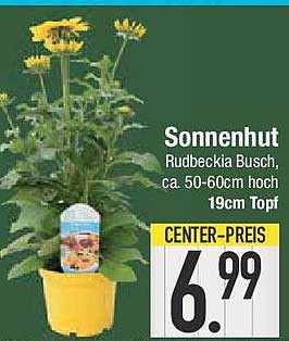 Sonnenhut - Rudbeckia Busch, ca. 50-60cm hoch, 19cm Topf