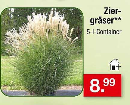 Ziergräser 5-I-Container