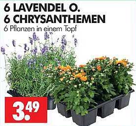 6 LAVENDEL O. 6 CHRYSANTHEMEN