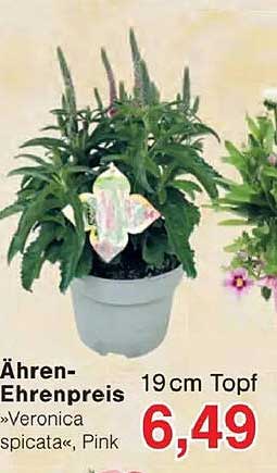 Ähren-Ehrenpreis »Veronica spicata«, Pink 19cm Topf