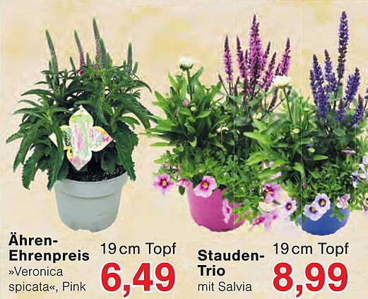 Ähren-Ehrenpreis »Veronica spicata«, Pink