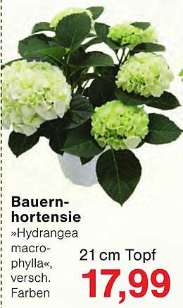 Bauern-hortensie »Hydrangea macrophylla« versch. Farben 21 cm Topf