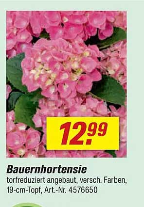 Bauernhortensie