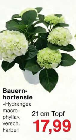 Bauernhortensie »Hydrangea macrophylla«, versch. Farben