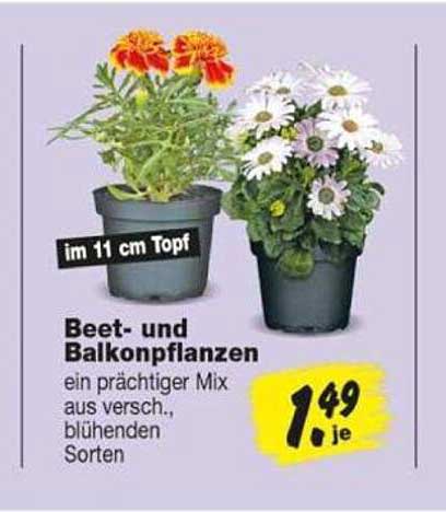 Beet- und Balkonpflanzen