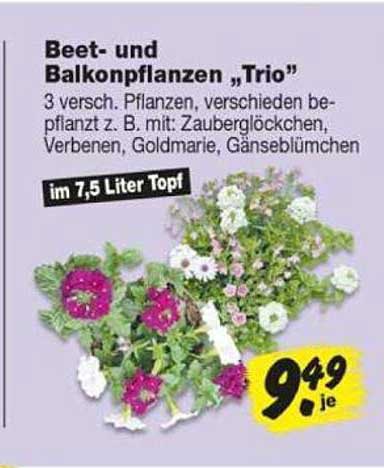 Beet- und Balkonpflanzen „Trio"