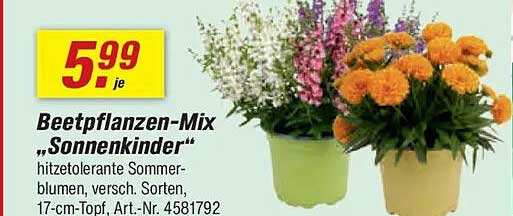 Beetpflanzen-Mix „Sonnenkinder“