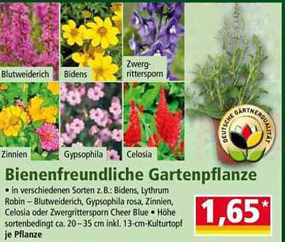 Bienenfreundliche Gartenpflanze