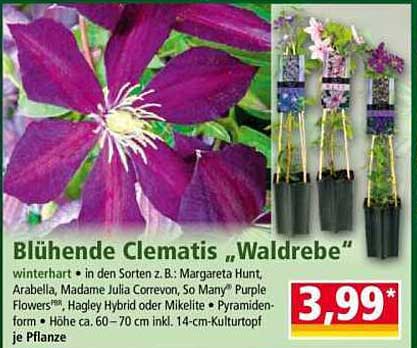 Blühende Clematis „Waldrebe“