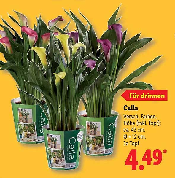 Calla