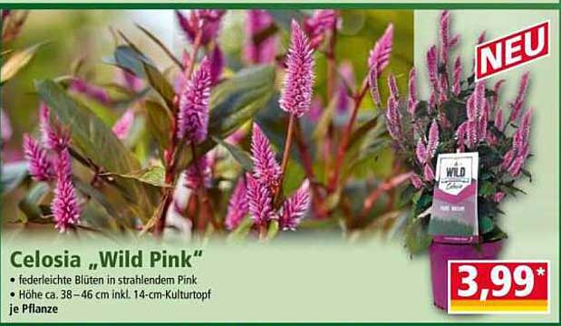 Celosia „Wild Pink“