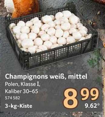 Champignons weiß, mittel