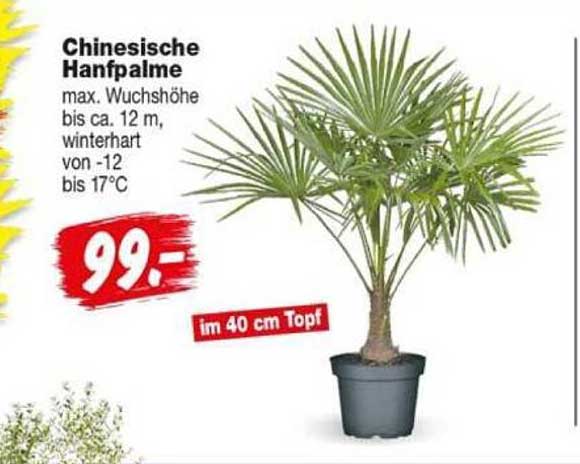 Chinesische Hanfpalme