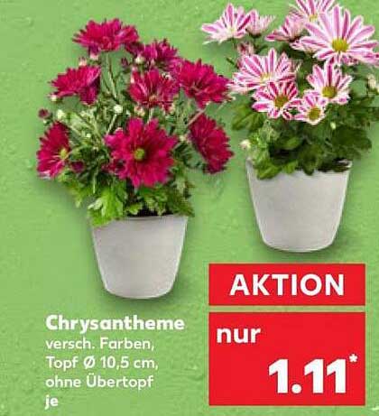 Chrysantheme versch. Farben, Topf Ø 10,5 cm, ohne Übertopf je