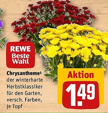 Chrysantheme¹ der winterharte Herbstklassiker für den Garten, versch. Farben, je Topf