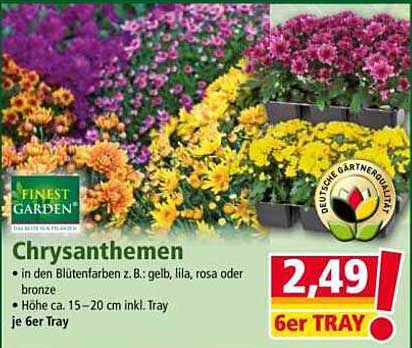 Chrysanthemen