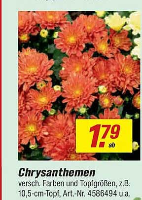 Chrysanthemen