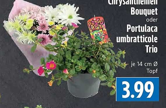 Chrysanthemen Bouquet oder Portulaca umbraticole Trio